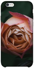 Чехол для Apple iPhone 6/6s (4.7"") PandaPrint Роза остин цветы