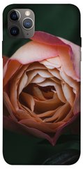 Чехол для Apple iPhone 12 Pro (6.1"") PandaPrint Роза остин цветы