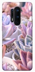 Чехол для OnePlus 8 Pro PandaPrint Эхеверия 2 цветы