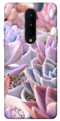 Чехол для OnePlus 8 PandaPrint Эхеверия 2 цветы