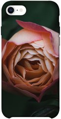 Чехол для Apple iPhone SE (2020) PandaPrint Роза остин цветы