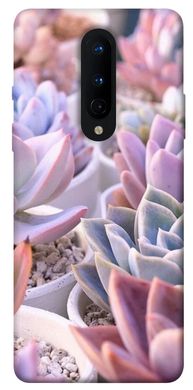 Чехол для OnePlus 8 PandaPrint Эхеверия 2 цветы