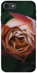Чехол для Apple iPhone 7 / 8 (4.7"") PandaPrint Роза остин цветы