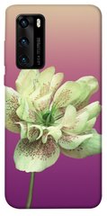 Чехол для Huawei P40 PandaPrint Розовый пурпур цветы