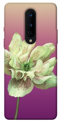 Чохол для OnePlus 8 PandaPrint Рожевий пурпур квіти