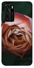 Чехол для Huawei P40 PandaPrint Роза остин цветы