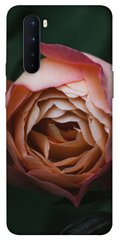Чехол для OnePlus Nord PandaPrint Роза остин цветы