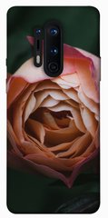 Чехол для OnePlus 8 Pro PandaPrint Роза остин цветы