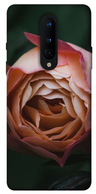 Чехол для OnePlus 8 PandaPrint Роза остин цветы