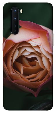 Чохол для OnePlus Nord PandaPrint Роза Остін квіти
