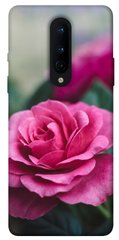 Чехол для OnePlus 8 PandaPrint Роза в саду цветы