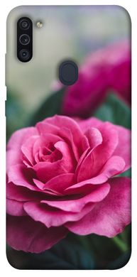 Чохол для Samsung Galaxy M11 PandaPrint Роза в саду квіти