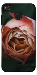 Чохол для Xiaomi Redmi 4X PandaPrint Роза Остін квіти