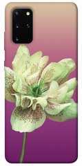Чохол для Samsung Galaxy S20 + PandaPrint Рожевий пурпур квіти