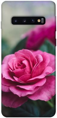 Чехол для Samsung Galaxy S10 PandaPrint Роза в саду цветы