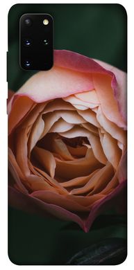 Чехол для Samsung Galaxy S20+ PandaPrint Роза остин цветы