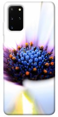 Чехол для Samsung Galaxy S20+ PandaPrint Полевой цветок цветы