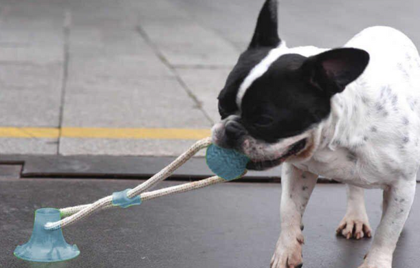 Игрушка для домашних животных, Мяч на веревке с присоской